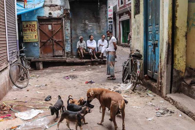 インドで野犬に噛まれ 狂犬病のワクチン注射を打つ インドの信頼できる病院リスト イスラム世界を知るメディア