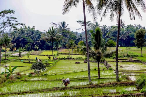 インドネシアの農村風景。indonesia-coutryside