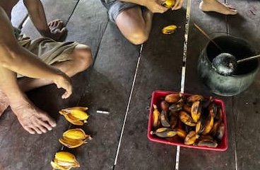 siberut-mentawai-banana シベルート島メンタワイ族の食事バナナ