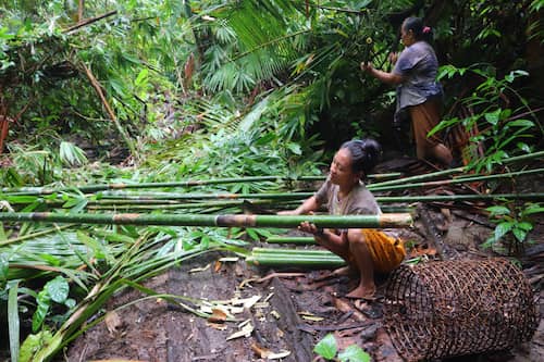 siberut island mentawai　 シベルート島メンタワイ族ジャングルで竹を取る