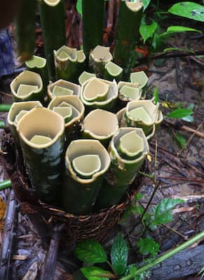 siberut island mentawai　 シベルート島メンタワイ族ジャングルで竹を取る