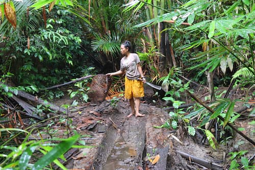 siberut island mentawai　 シベルート島メンタワイ族ジャングルで竹を取る