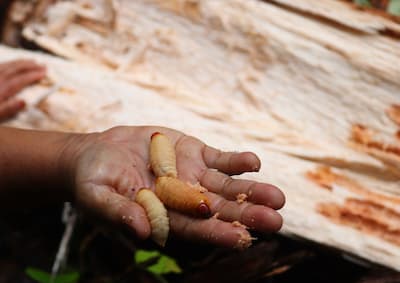 シベルート島メンタワイ族の食事　siberut-mentawai-food