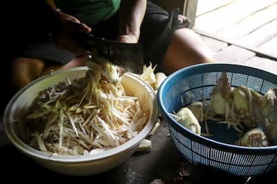 siberut-mentawai-food シベルート島メンタワイ族の食べ物