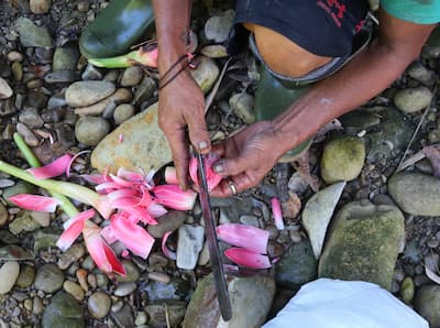 siberut-mentawai-food シベルート島メンタワイ族の食べ物