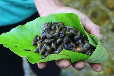 siberut-mentawai-food シベルート島メンタワイ族の食べ物