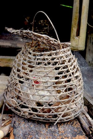 indonesia-siberut-mentawai-chicken シベルート島メンタワイ族のニワトリ