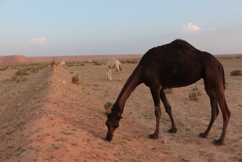 saudi-arabia-desert サウジアラビアのルブアルハリ砂漠のラクダ